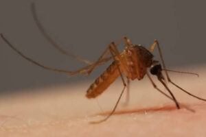 Uso correcto de los insecticidas